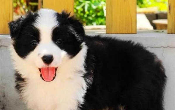 邊境牧羊犬的壽命一般是多久