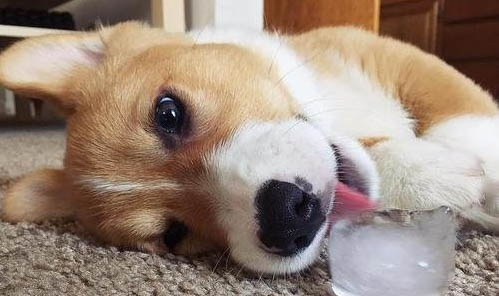 狗狗能不能吃冰淇淋