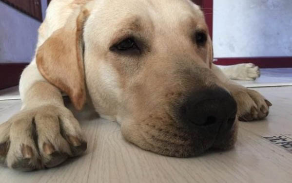比熊狗狗得了皮膚病怎么治