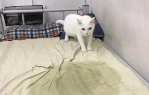 貓咪懷孕注意事項