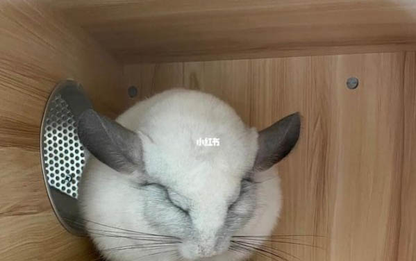龍貓生產完多久可以洗澡