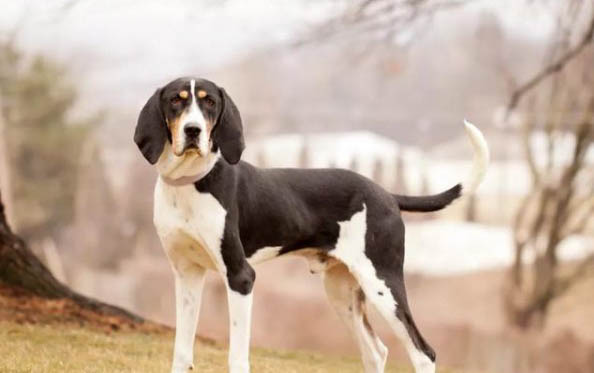 比格犬和柯基犬哪個(gè)好