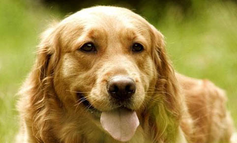金毛犬和拉布拉多犬哪個好