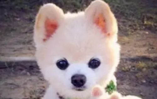 博美犬有狂犬病毒能活多久