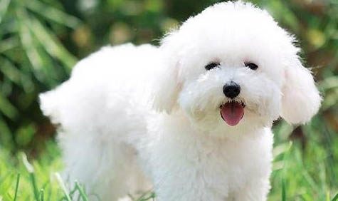 比熊犬狗狗養多久會認主人