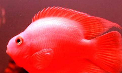 觀賞魚互相咬處理方法