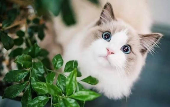 布偶貓幼貓如何飼養