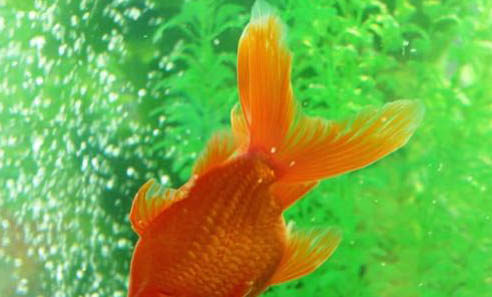 金魚(yú)尾巴上有白點(diǎn)如何治療