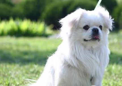 愛爾蘭水獵犬的體高是多少