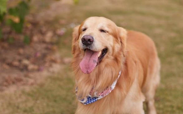 金毛犬的顏色分幾種