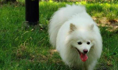 德國狐貍犬起源和介紹