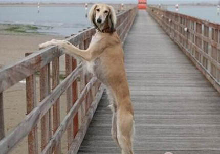 美國(guó)水獵犬脾臟大的原因