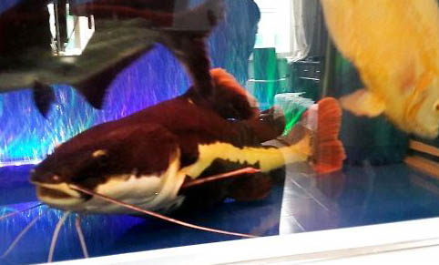 招財貓魚可以和什么魚混養