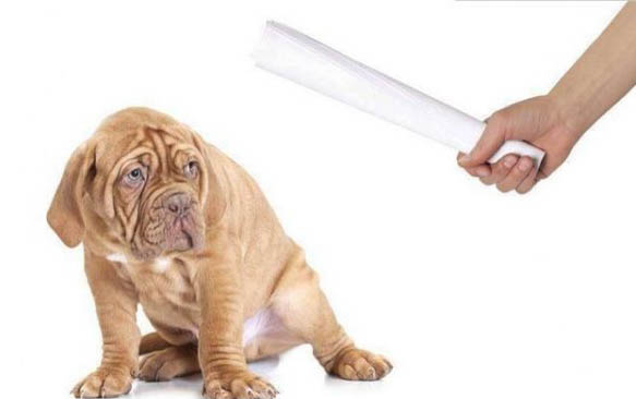 狗狗得了細小病毒需要打幾次血清