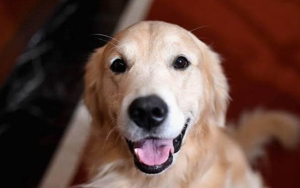 為什么狗狗的鼻子會褪色