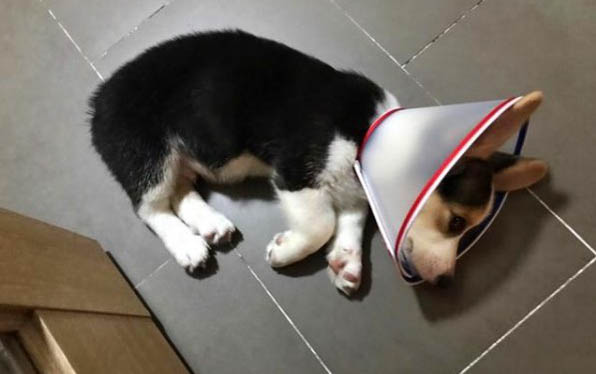 狗狗臨死為什么離開主人啊