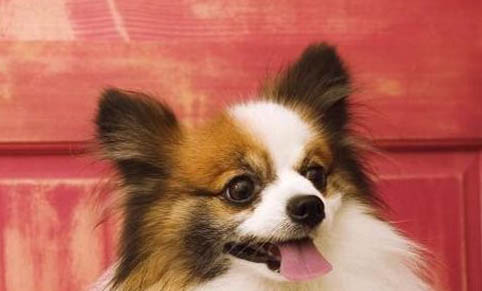 棉花面紗犬哪里有賣