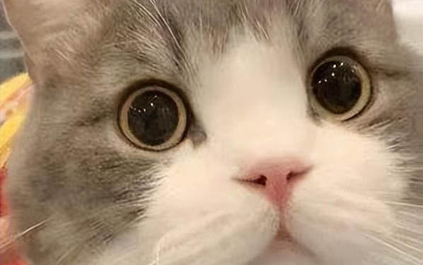 貓咪懷孕了會嘔吐嗎?