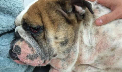 狗狗打了狗狗疫苗還會得細小犬瘟嗎?