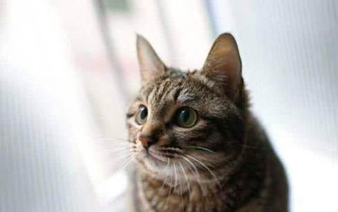小貓飼養時有哪些注意事項