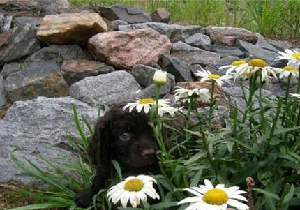 維希拉獵犬吐白色粘稠液體的原因及處理方法
