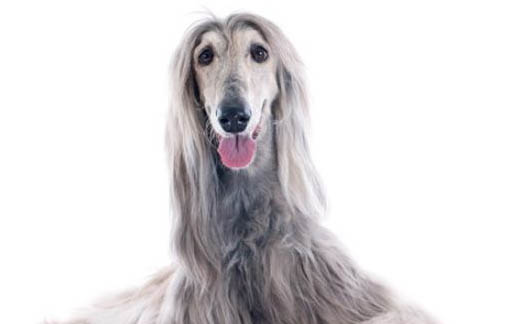 為什么中國禁止阿富汗犬