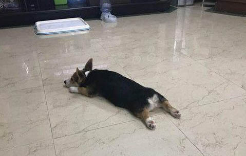 狗狗鉤蟲球蟲桃蟲都什么癥狀