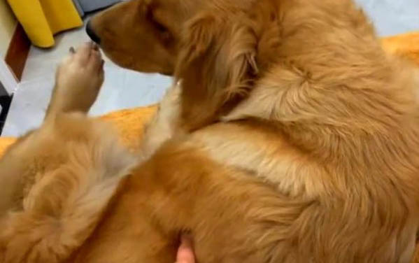 狗瘟眼睛病變