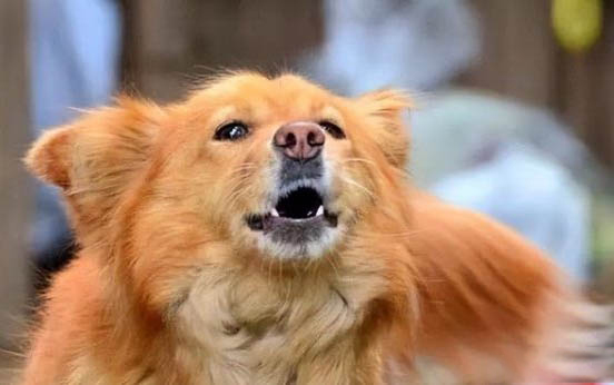 狗狗吃什么藥可以過敏?
