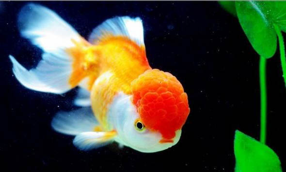 金魚頭朝下尾巴朝上圖片