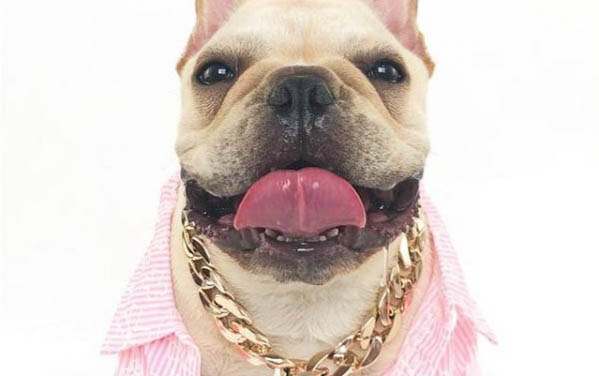 棉花面紗犬哪里有賣