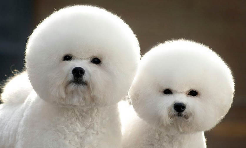 比熊犬來月經怎么處理方法