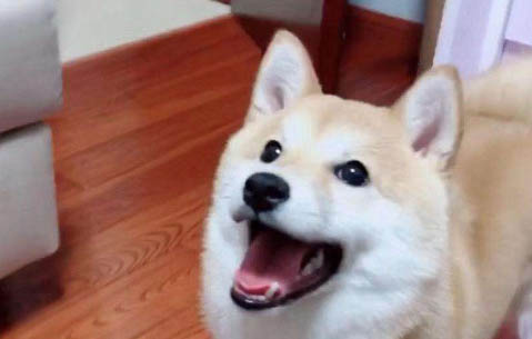 狗狗沒有劇烈運動卻一直喘氣