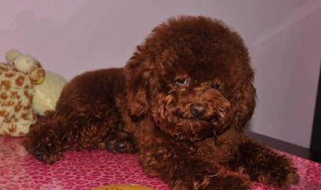 玩具貴賓犬和泰迪的區別