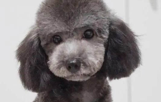 如何去除泰迪的淚痕