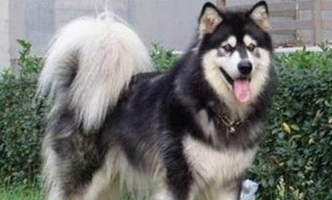 阿拉斯加犬瘟早期有什么癥狀