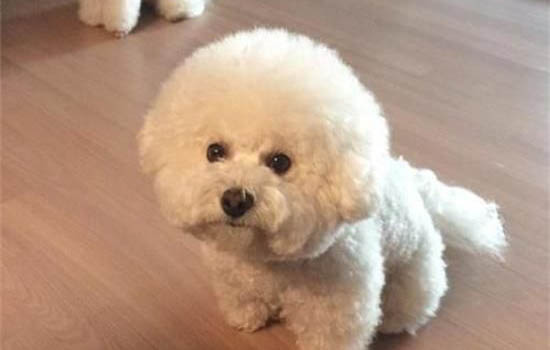 怎么給比熊剃毛