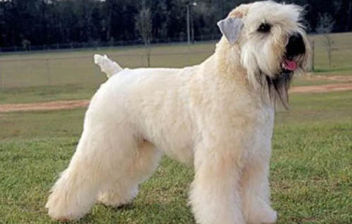 2個月幼犬可以吃犬心保嗎