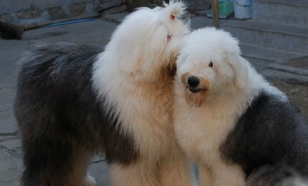 英國古代牧羊犬價(jià)格?古牧飼養(yǎng)注意事項(xiàng)有哪些?