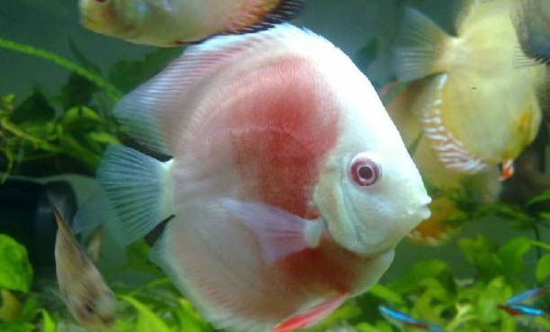 魚缸水渾濁如何處理