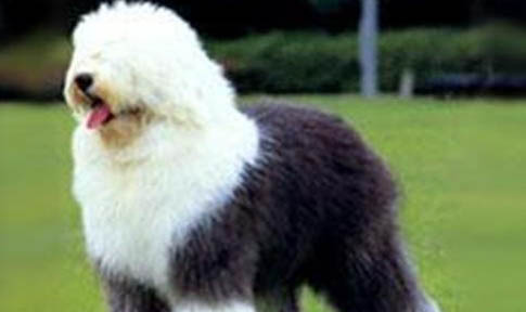 古牧犬是什么狗，英國古代牧羊犬？