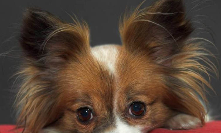 蝴蝶犬好養嗎