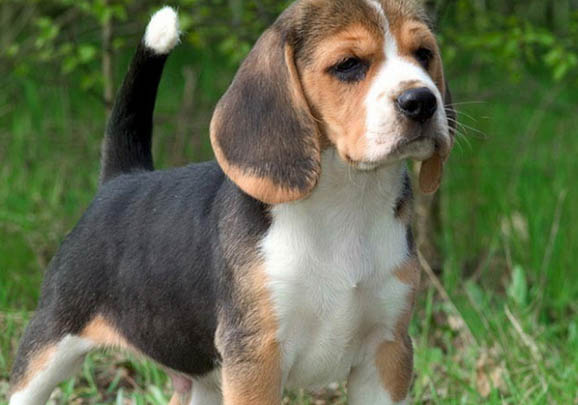 比格犬和柯基犬哪個好