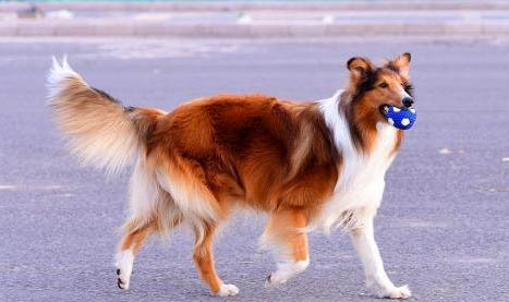 母犬下奶后多久恢復