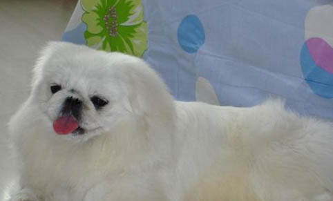 北京犬吐黃色粘液的原因及處理方法