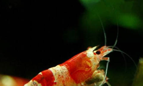 水晶蝦和什么魚可以混養