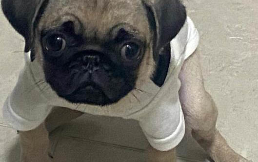 為什么很少人養巴哥犬