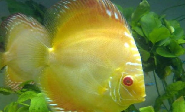 神仙魚長的快嗎