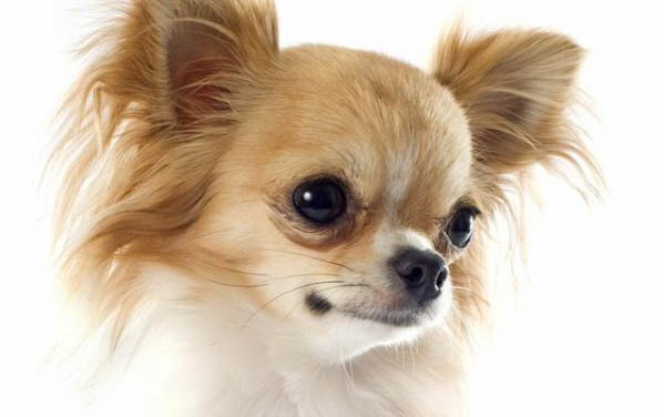 狗狗能吃熟的板栗嗎