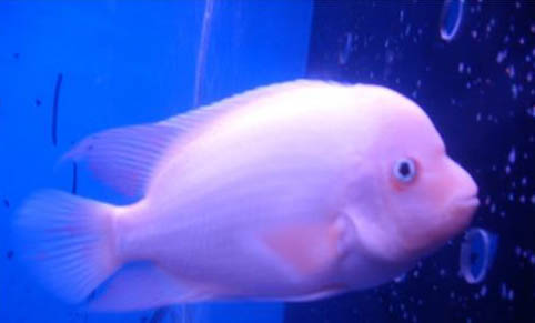 孔雀魚翻白肚還能救嗎